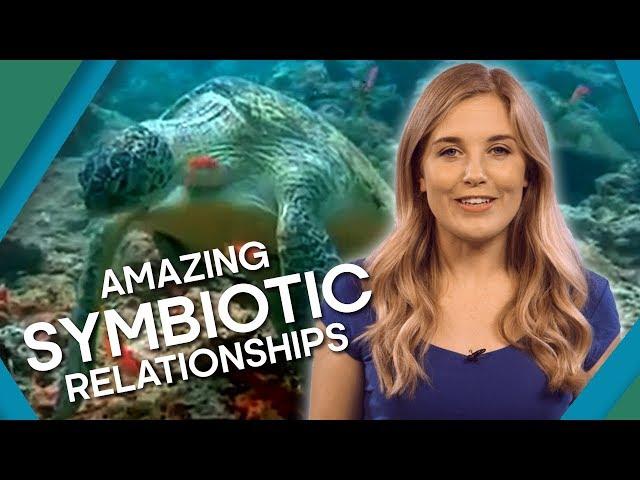 Extreme Animal Relationships | BBC Earth Explore