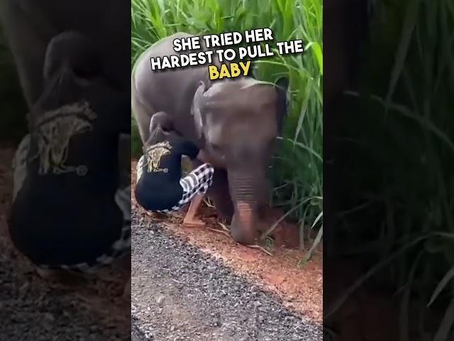 This Elephant's Reaction Will Melt Your Heart ️ #shorts