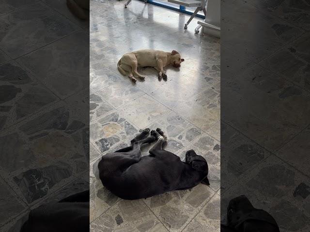 Stray Dogs Not Straying! #TotalRelaxation #StrayDogs #PamperedDogs #DogsLife #Biking #Freedom #Fleas