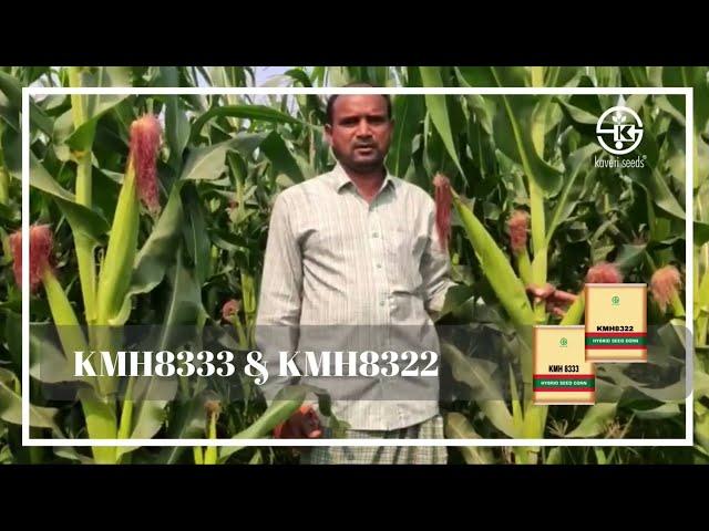 #KMH8333 #KMH8322 #kharif #rabhi #maizecultivation #trending #trendingshorts #trendingstatus