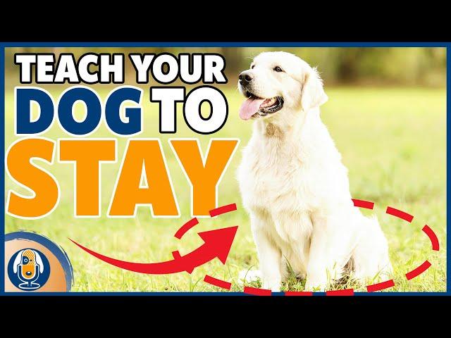 Easy Stay Training For Dogs: Teach What To Do And When It’s Over