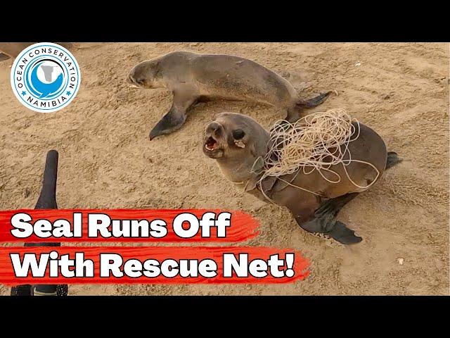 Seal Runs Off With Rescue Net!