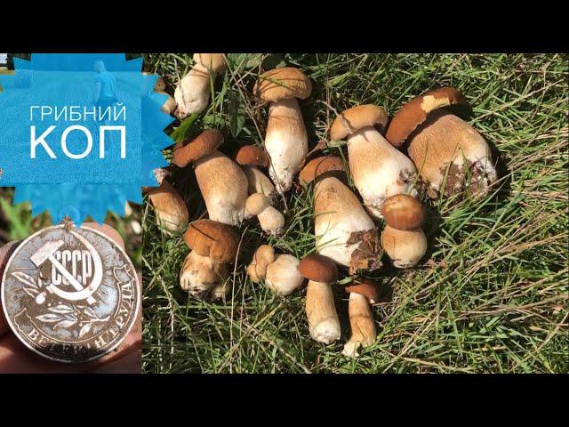 Коп 2022. Пошук на полях. Знайшли кучу грибів #коп #ссср #metaldetecting #коп2022 #онлайнкопач