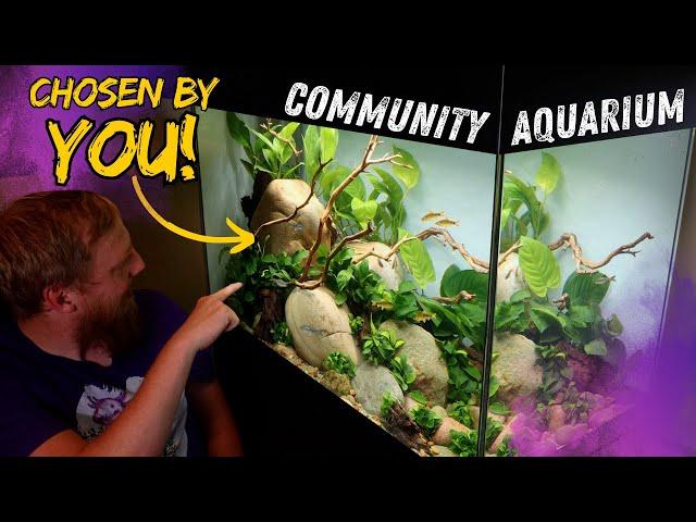 How to setup a tropical fish community aquarium.