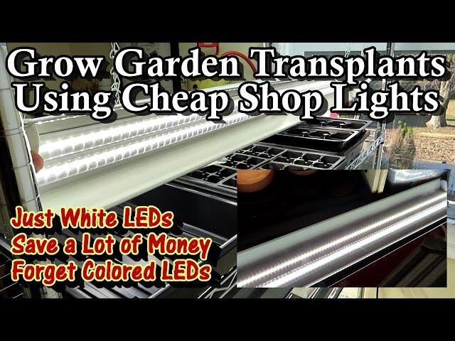 Use Shop Lights to Grow Garden Transplants & Save 100's of Dollars: Just White LED Lights are Needed