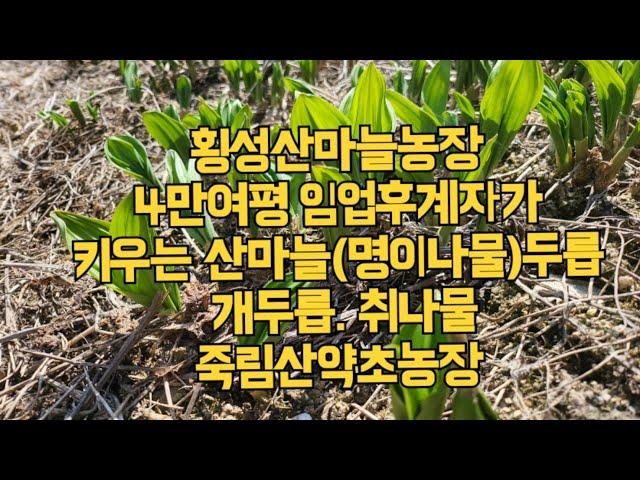 횡성산마늘재배 1500평 임산물 4만평 횡성 죽림산약초농장  산마늘모종 수확현장 횡성임업후계자