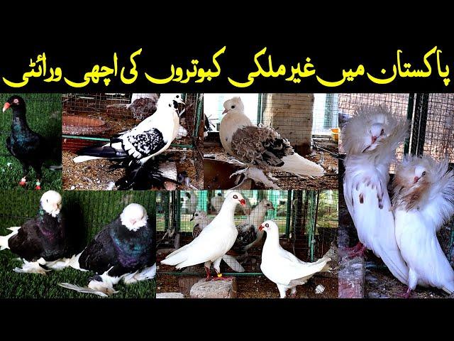 Visited at Dilshad Ahmad Fancy pigeon Setup/Farm in Multan/Khanewal Pakistan 2021