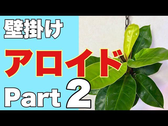 水苔の板着けで壁掛けアロイド(サトイモ科)見せますPart 2は【フィロデンドロン】と【ディフェンバキア】