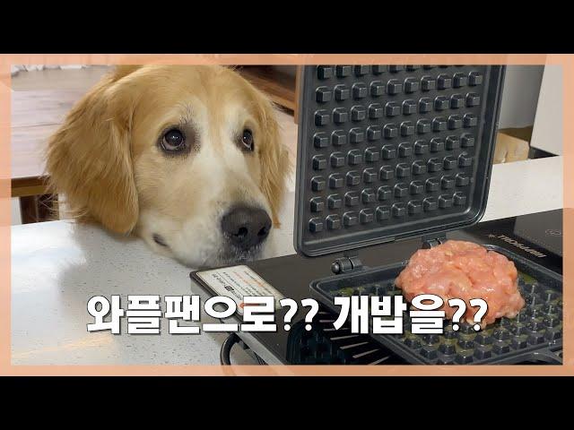 Retriever enjoys meat waffle - Delicious food you can cook with the waffle iron