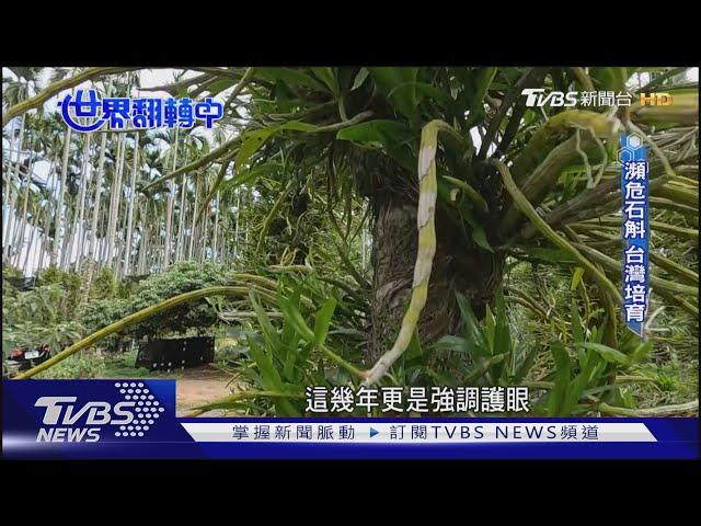 【世界翻轉中】中藥在地種植 永續生產 解決資源難題｜TVBS新聞 @TVBSNEWS02