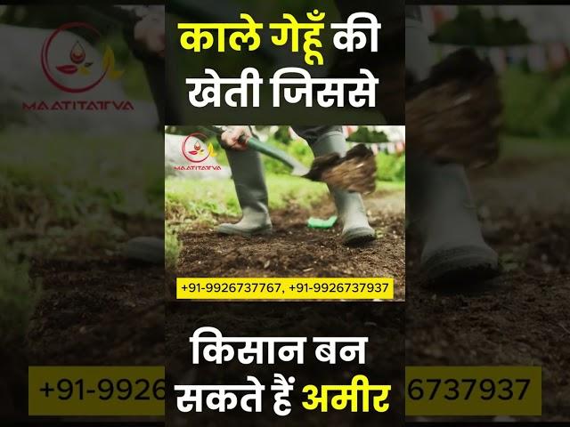 Black Wheat Farming with Maatitatva | Premium Quality Seeds for Your Farm +91-9926737767