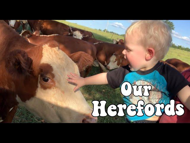 Our Hereford Farm