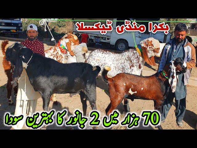 Friday Bakra Mandi Taxila Latest Update 13 December 2024