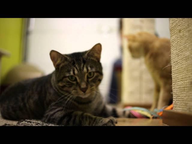 The Furry Buddy Guy: Handsome Tabby looking for a home, Lulu's Locker Rescue