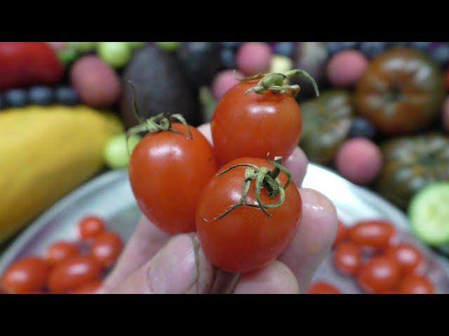 Datterini Tomatoes