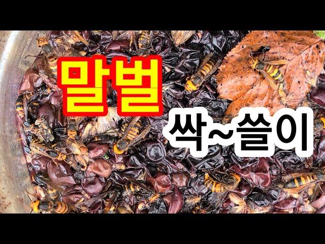 말벌에겐 마약 같은  ( 말벌퇴치 간단한 방법 !! )