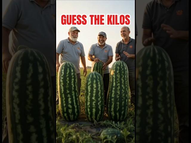 Guess the Kilograms of These 4 Watermelons