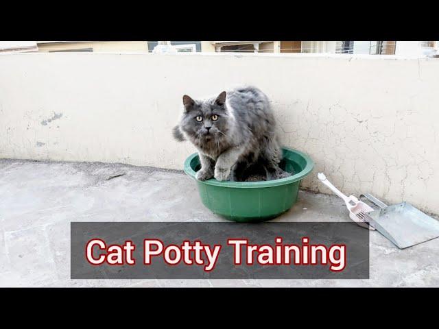 How to Train a Cat to use litter box | 2023 | Cat Toilet Training Chubby Meows #chubbymeows