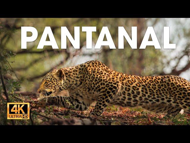 PANTANAL SALVAJE - Depredadores Silenciosos en el Corazón de Sudamérica | Documentales