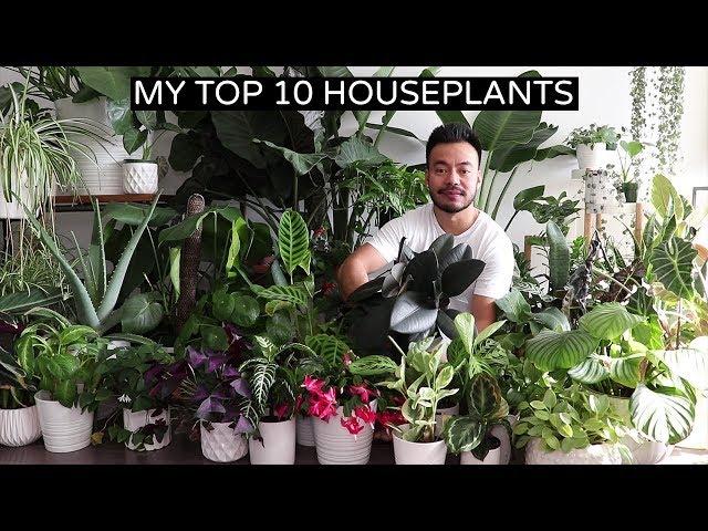 My Top 10 Favorite Houseplants | Fall 2018