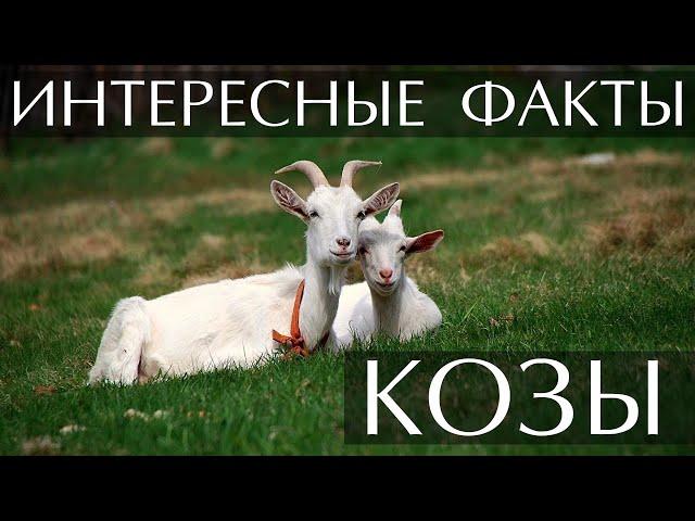 Козы - интересные факты