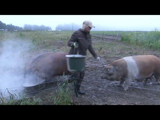 Weideschweine in Eggenreuth bei Kulmbach (Oberfranken) - ein Schweineleben im Freiland