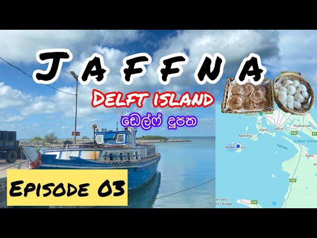 Delft island |ඩෙල්ෆ් දූපත |යාපනයේ තුන්වෙනි දවස |මොකද්ද ඒ අමුතු ගහ |ඩෙල්ෆ් වල අශ්වයොත්  #travelblog