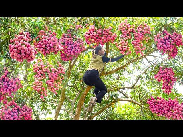 How to Harvest Longan fruit go to market sell - Harvesting and cooking - LY THI LINH