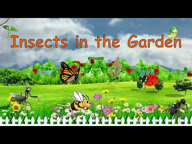 Insects in the Garden | Learning Video for Kids | AuSums Sisters