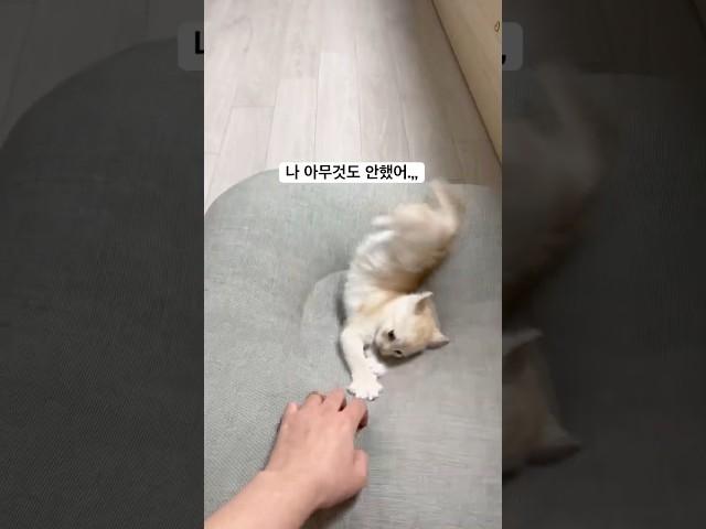 전 아무고토 안했어요,, #오버액션 #귀여운고양이