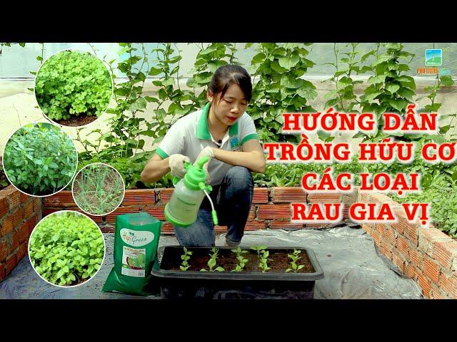 CÁCH TRỒNG HỮU CƠ CÁC LOẠI RAU GIA VỊ (NGÒ RÍ, HÀNH LÁ, TÍA TÔ, KINH GIỚI, HÚNG, BẠC HÀ, THÌ LÀ,...)