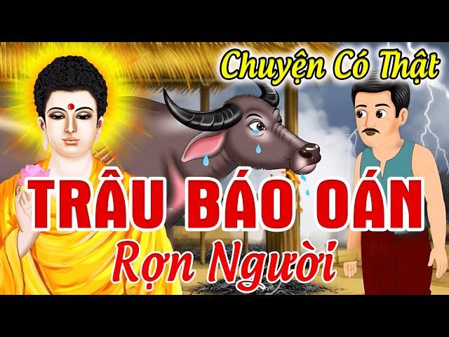 Chuyện Nhân Quả Báo Ứng, TRÂU BÁO OÁN Quả Báo Sát Sinh - Kể Chuyện Phật Giáo | Nhân Quả Ở Đời