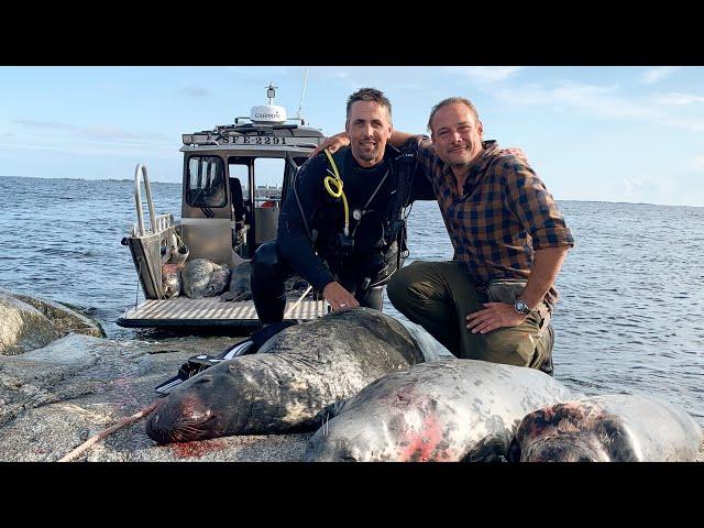 Hunting Grey seals & Muflon in Sweden. TEASER