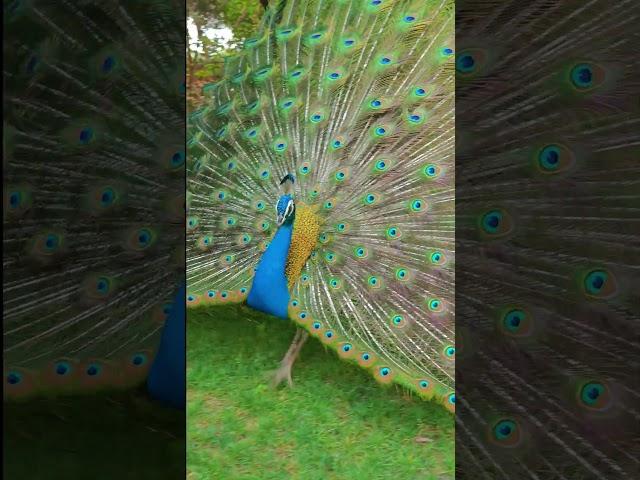 Attacking peacock song