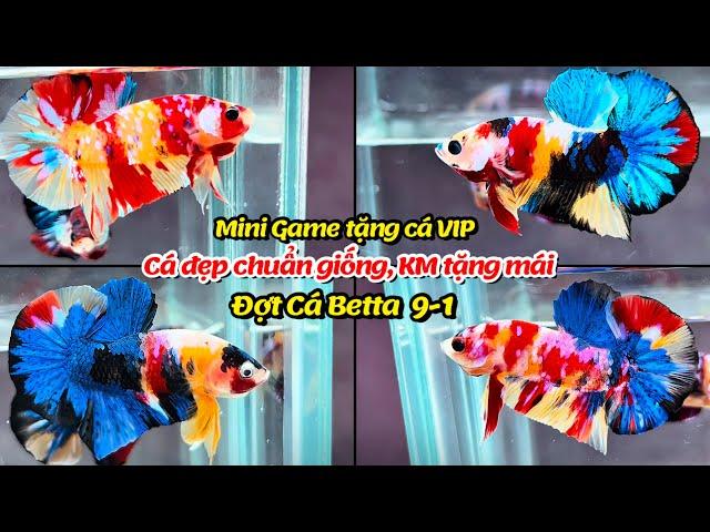 Đợt Cá Betta 9-1 Top cá tuyển chọn Nemo Multicolor, Galaxy, Metalic, Red FC[ Mini Game tặng cá VIP ]