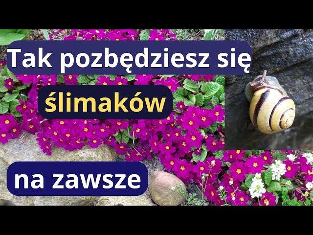 Jak skutecznie zwalczyłam ślimaki nagie na rabatach, sprawdź tę ekologiczną metodę w swoim ogrodzie