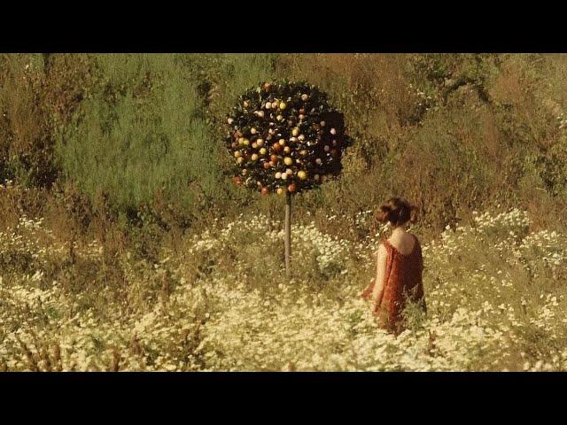 My Sweet Orange Tree [fairytale music]