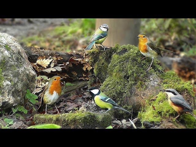 Videos for Cats to Watch : Birds Chirping in The Forest