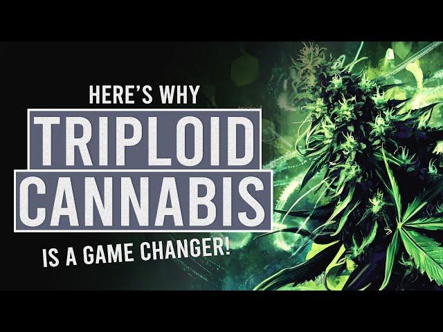 Triploid Cannabis: Why Everyone’s Talking About It!