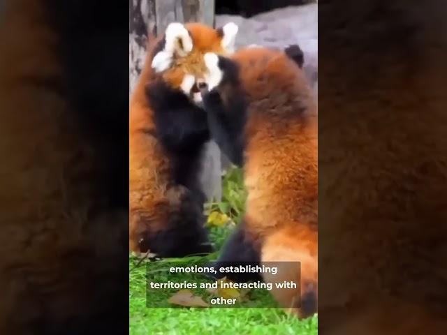 Red Panda communication skills #shorts
