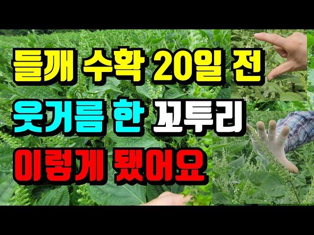 들깨 병충해 웃거름 후 현재 들깨상태 "이" 들깨로 심으면 기름이 많아요