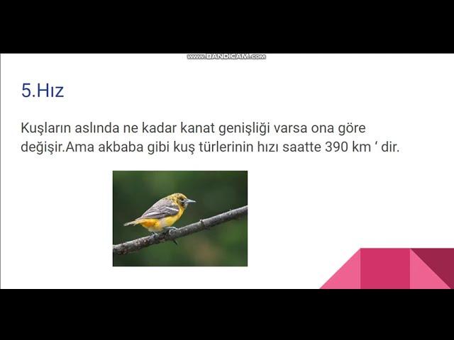 Kuşlar hakkında bilgiler (SLAYT)