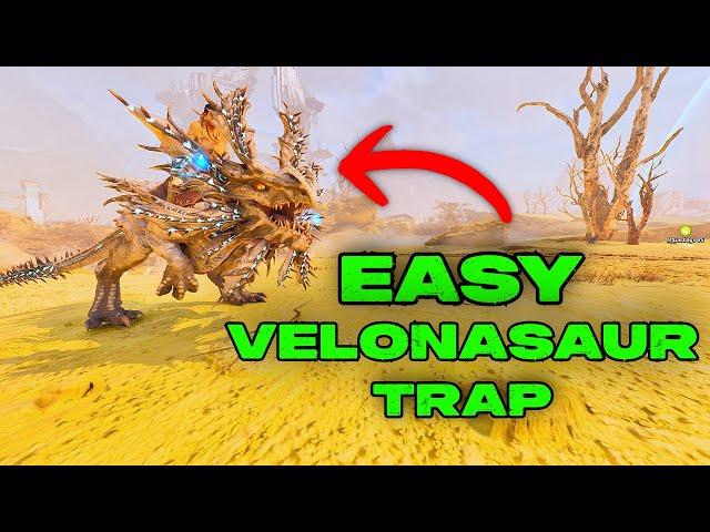 Easy VELONASAUR Trap!! How To Easily Tame a Velo in Ark Survival Ascended!!!