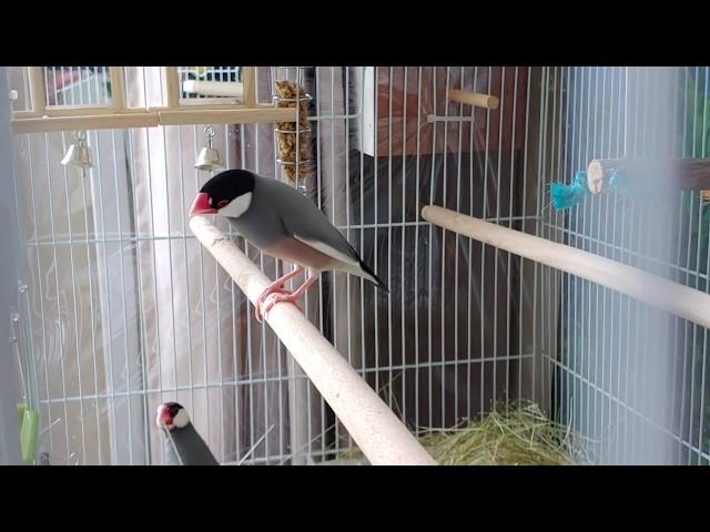 Male Java Sparrow helps build nest