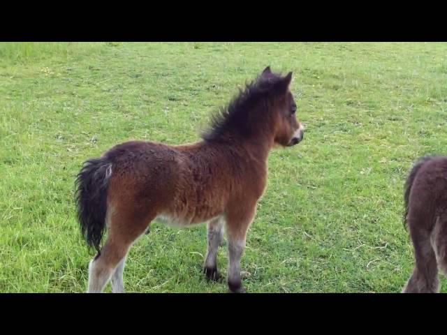 Shetland Foal Dreaming