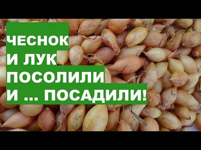 Погода испортилась! Но мы Озимые Чеснок и Лук ПОСОЛИЛИ и ПОСАДИЛИ!