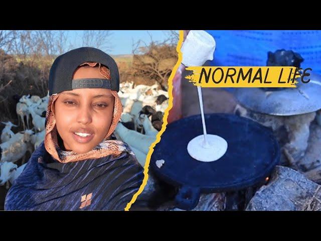 NORMAL LIFE IN SOMALI NOMAD | NOLOSHA CAADIGAA EE SOMALIDA BAADIYAHA||