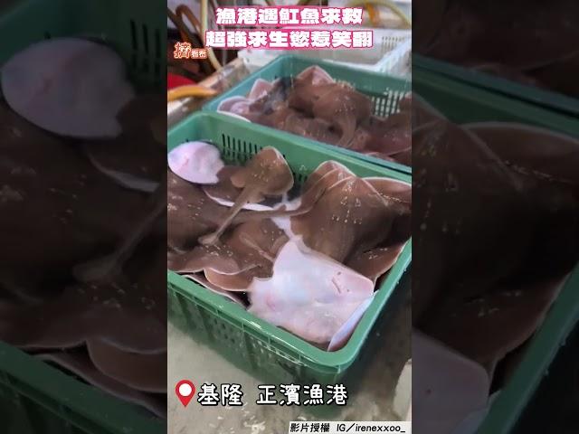 正妹漁港遇魟魚求救! 超強求生慾網笑翻:這可以養嗎｜TVBS新聞｜擠看看@TVBSNEWS01