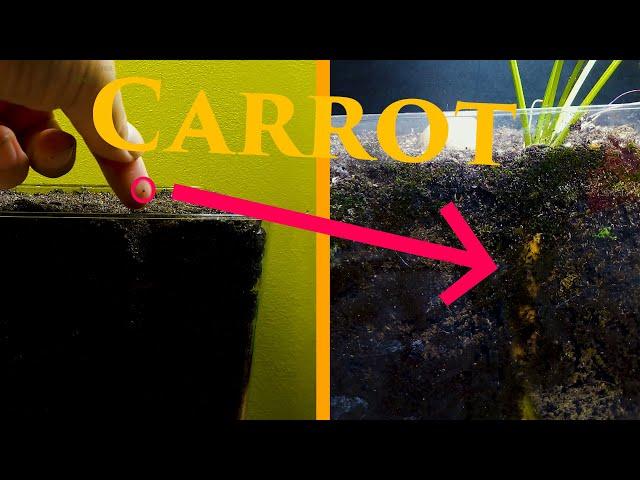 Carrot Time Lapse - 109 Days Seed to Carrot