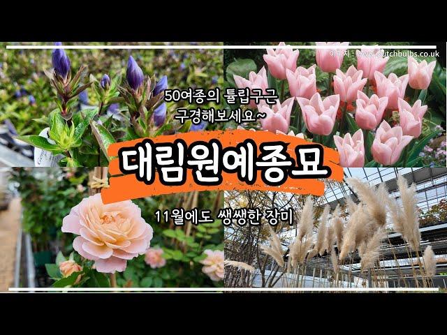 튤립 구근 저렴하게 구입하기. 대림원예종묘 다녀왔어요. 없는 식물이 없어요. 무스카리, 크로커스 웬만한 추식구근 다 있어요~!